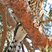 Sharp-shinned Hawk